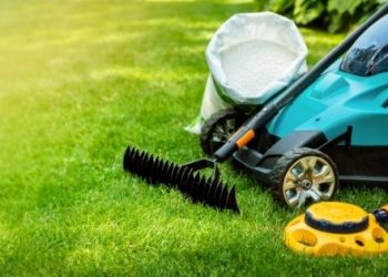 Basic Lawn Care and Maintenance Tips