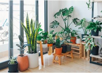 4 Incredible Health Benefits of Having Indoor Plants