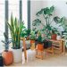 4 Incredible Health Benefits of Having Indoor Plants