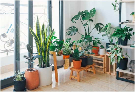 4 Incredible Health Benefits of Having Indoor Plants