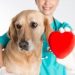 Dog Health Issues Due to Breeding you Should Know
