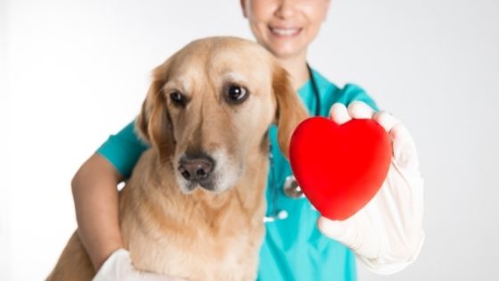 Dog Health Issues Due to Breeding you Should Know