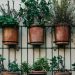 buy indoor plants online