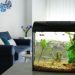 10 Benefits of a Home Aquarium