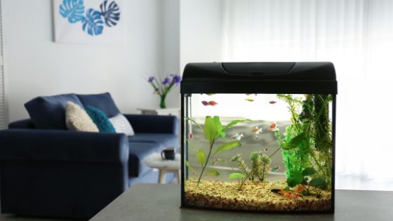 10 Benefits of a Home Aquarium