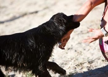 What Information Will an Attorney Need For a Dog Bite Case