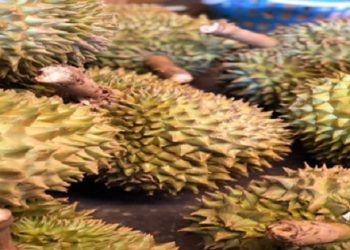 The Fine Flavor of Kungfu Durian