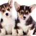 Find Out What Dog Breed Is Right for You