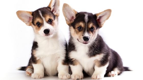 Find Out What Dog Breed Is Right for You